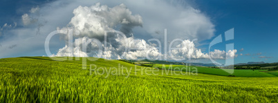 Panorama of wheat fields