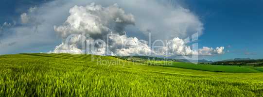 Panorama of wheat fields