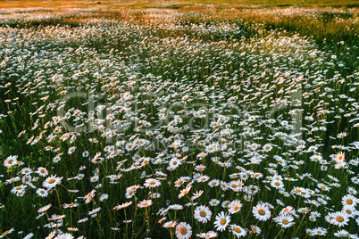 Field of wild daisies