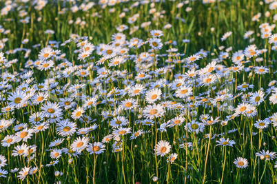 Wild chamomile flowers on a field on a sunny day.