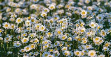 Wild chamomile flowers on a field on a sunny day.