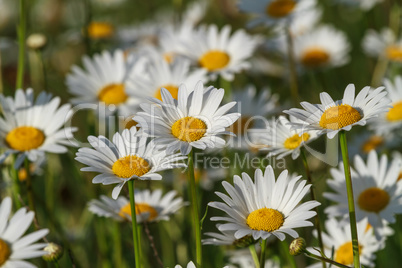 field daisy closeup