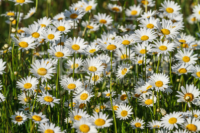 field daisy closeup