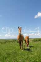 pasture on a mountain plateau