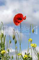 Lonely poppy on a background of yellow flowers and cloudy sky