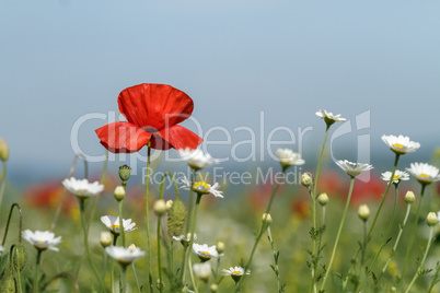 Field of poppies and daisies