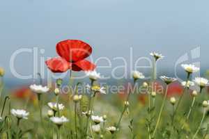 Field of poppies and daisies