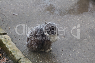 Homeless cat on street