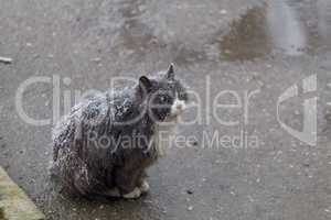 Homeless cat on street