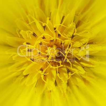yellow flower close-up
