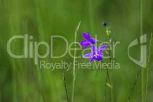 blossoming bluebell (Campanula patula)