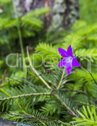 blossoming bluebell (Campanula patula)