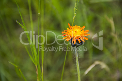 blossoming hawkweed (?ieracium aurantiacum)