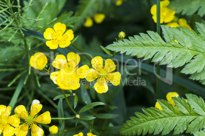 buttercup flower (Ranunculus acris)