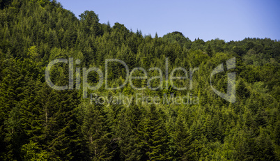 spruce forest landscape