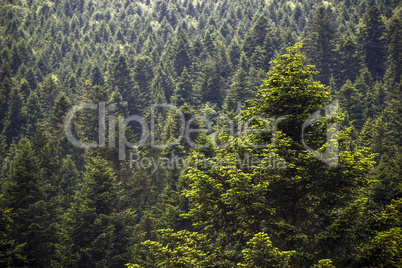 spruce forest landscape