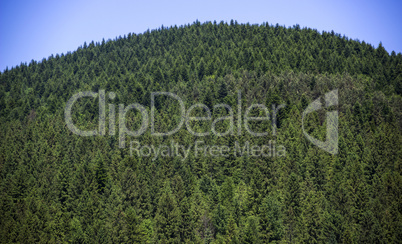 spruce forest landscape