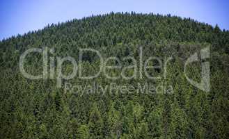 spruce forest landscape