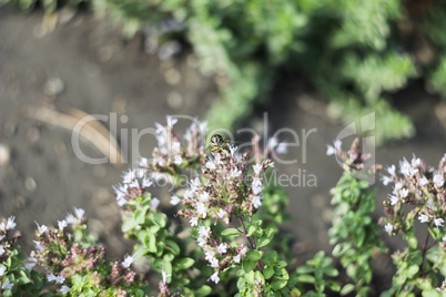 Drone Fly (Eristalis tenax) on flower