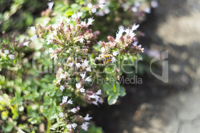 Drone Fly (Eristalis tenax) on flower