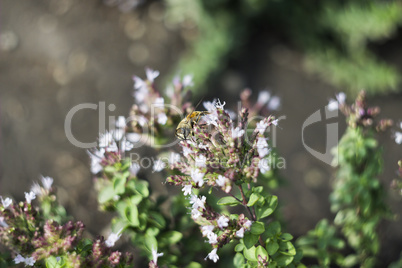 Drone Fly (Eristalis tenax) on flower