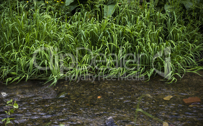 grass at the river bank