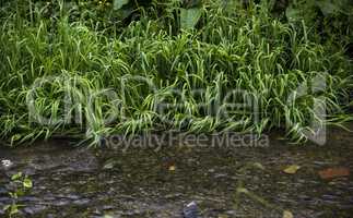 grass at the river bank