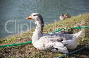 Big grey Toulouse goose