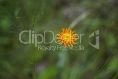 blossoming hawkweed (?ieracium aurantiacum)