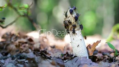 Common stinkhorn (  Phallus impudicus) covered with flies