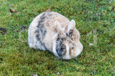 Gescheckter Hase im Gras.