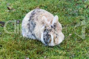 Gescheckter Hase im Gras.