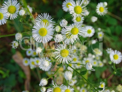 Erigeron annuus berufkraut