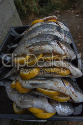 silver sea bream fish