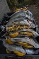 silver sea bream fish