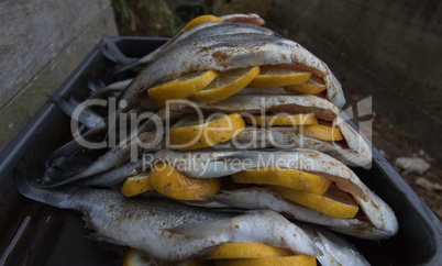 silver sea bream fish