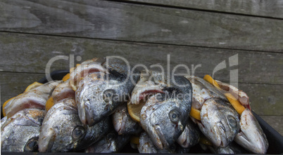 silver sea bream fish