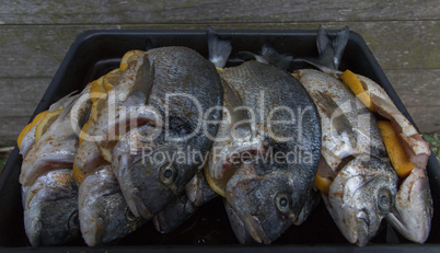 sea bream fish