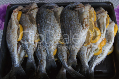 sea bream fish