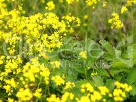 .Yellow rape field with Bee