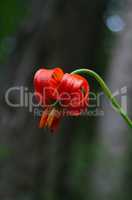 Carniolan lily (Lilium carniolicum)