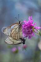 white wing butterflys