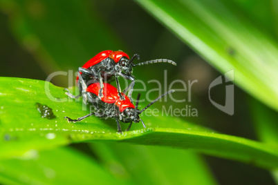 Red bugs (Coleoptera)