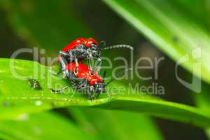 Red bugs (Coleoptera)