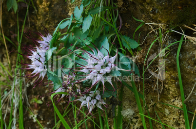 Devil's Claw (Physoplexis comosa)