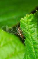 Solitary wasp