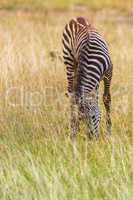 Zebra im hohen Gras