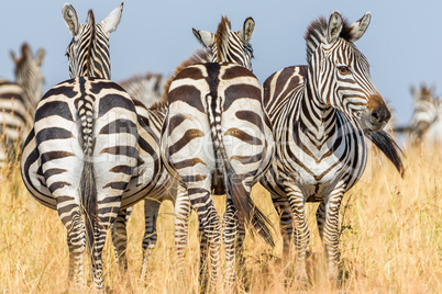 Dreier Gruppe Zebras