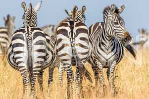 Dreier Gruppe Zebras