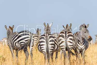 Gruppe Zebras